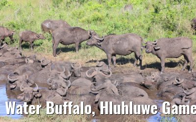 Water Buffalo, Hluhluwe Game Reserve 21.01.2024