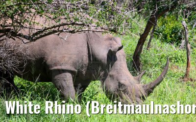 White Rhino (Breitmaulnashorn) Hluhluwe Game Reserve 21.01.2024