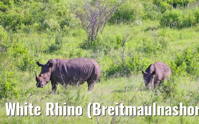 White Rhino (Breitmaulnashorn) Hluhluwe Game Reserve 21.01.2024