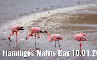 Flamingos Walvis Bay 10.01.2024