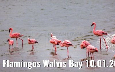 Flamingos Walvis Bay 10.01.2024