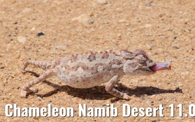 Chameleon Namib Desert 11.01.2024