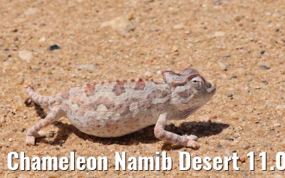 Chameleon Namib Desert 11.01.2024
