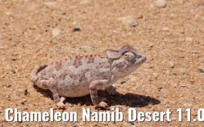 Chameleon Namib Desert 11.01.2024