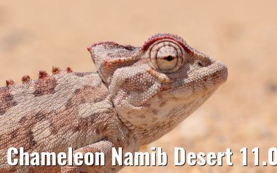 Chameleon Namib Desert 11.01.2024