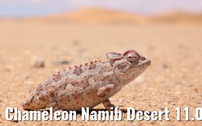 Chameleon Namib Desert 11.01.2024