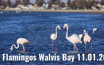 Flamingos Walvis Bay 11.01.2024