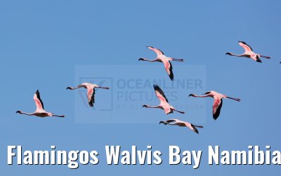 Flamingos Walvis Bay Namibia 11.01.2024