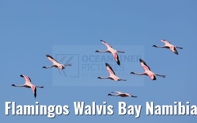 Flamingos Walvis Bay Namibia 11.01.2024