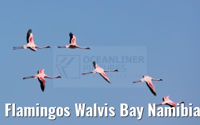 Flamingos Walvis Bay Namibia 11.01.2024