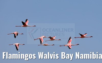 Flamingos Walvis Bay Namibia 11.01.2024