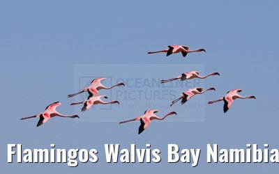 Flamingos Walvis Bay Namibia 11.01.2024