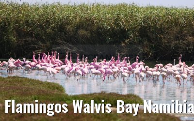 Flamingos Walvis Bay Namibia 11.01.2024