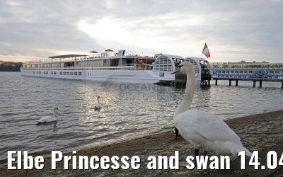 Elbe Princesse and swan 14.04.2016