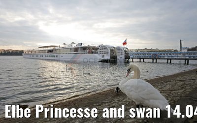 Elbe Princesse and swan 14.04.2016