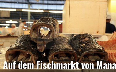 Auf dem Fischmarkt von Manaus 02.01.2015