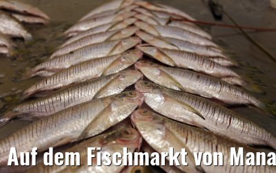 Auf dem Fischmarkt von Manaus 02.01.2015