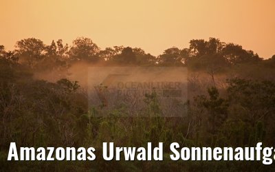 Amazonas Urwald Sonnenaufgang 03.01.2015