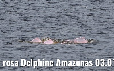 rosa Delphine Amazonas 03.01.2015