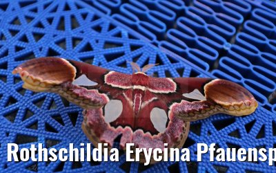 Rothschildia Erycina Pfauenspinner Amazonas 03.01.2015