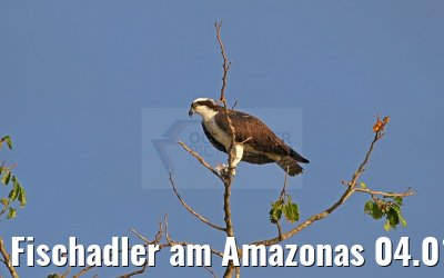 Fischadler am Amazonas 04.01.2015