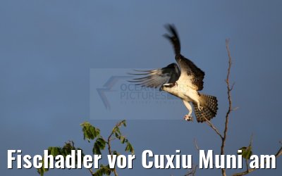 Fischadler vor Cuxiu Muni am Amazonas 04.01.2015