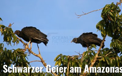 Schwarzer Geier am Amazonas 04.01.2015