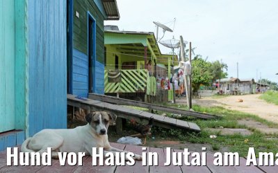 Hund vor Haus in Jutai am Amazonas 05.01.2015