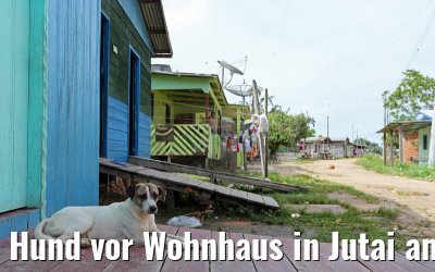 Hund vor Wohnhaus in Jutai am Amazonas 05.01.2015
