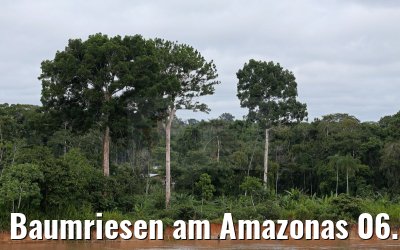 Baumriesen am Amazonas 06.01.2015