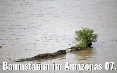 Baumstamm im Amazonas 07.01.2015