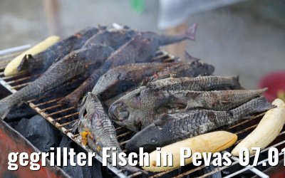 gegrillter Fisch in Pevas 07.01.2015