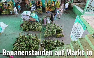 Bananenstauden auf Markt in Leticia in Kolumbien 09.01.2015