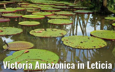 Victoria Amazonica in Leticia 09.01.2015