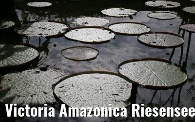 Victoria Amazonica Riesenseerose am Amazonas 09.01.2015