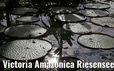 Victoria Amazonica Riesenseerose am Amazonas 09.01.2015
