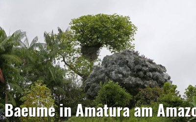 Baeume in Amatura am Amazonas 10.01.2015