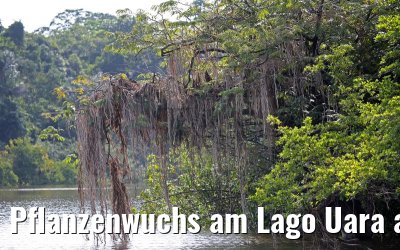 Pflanzenwuchs am Lago Uara am Amazonas 11.01.2015