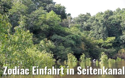Zodiac Einfahrt in Seitenkanal am Amazonas 11.01.2015
