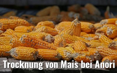 Trocknung von Mais bei Anori am Amazonas 12.01.2015