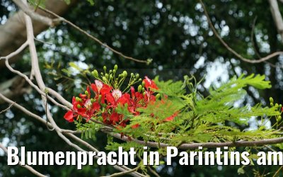 Blumenpracht in Parintins am Amazonas 14.01.2015