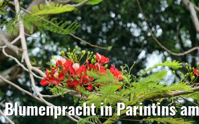 Blumenpracht in Parintins am Amazonas 14.01.2015