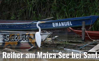 Reiher am Maica See bei Santarem 15.01.2015