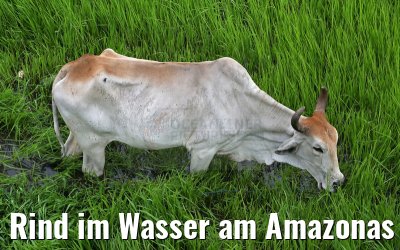 Rind im Wasser am Amazonas 15.01.2015