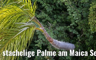 stachelige Palme am Maica See bei Santarem 15.01.2015