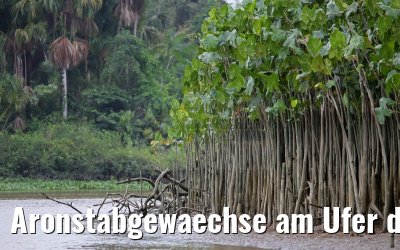 Aronstabgewaechse am Ufer des Amazonas 16.01.2015