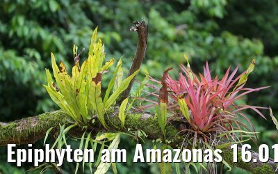 Epiphyten am Amazonas 16.01.2015