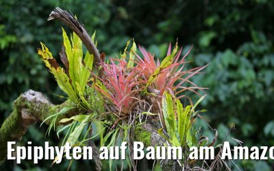 Epiphyten auf Baum am Amazonas 16.01.2015