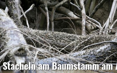 Stacheln am Baumstamm am Amazonas 16.01.2015