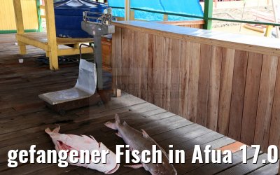 gefangener Fisch in Afua 17.01.2015